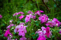 植物園の、梅雨間の一瞬の陽射し