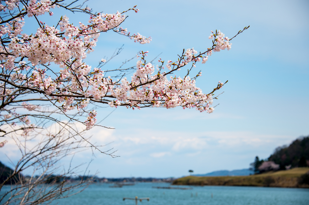 海辺と桜