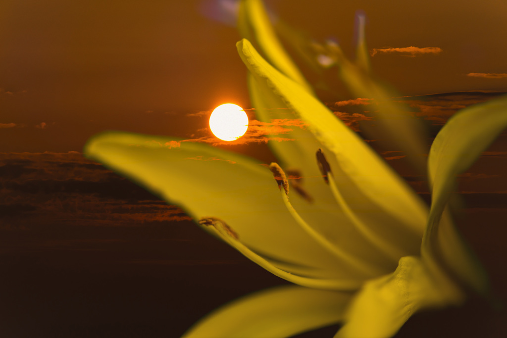 夕日に浮かぶゆうすげ