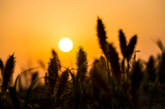 砂丘に根ずく命