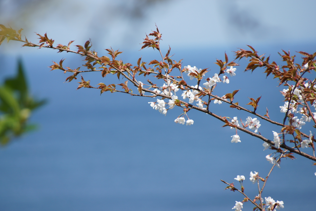 残桜
