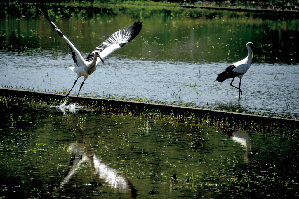 飛翔の瞬間 (コウノトリ）
