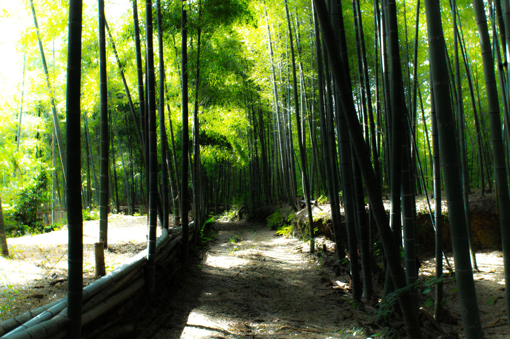 竹林１