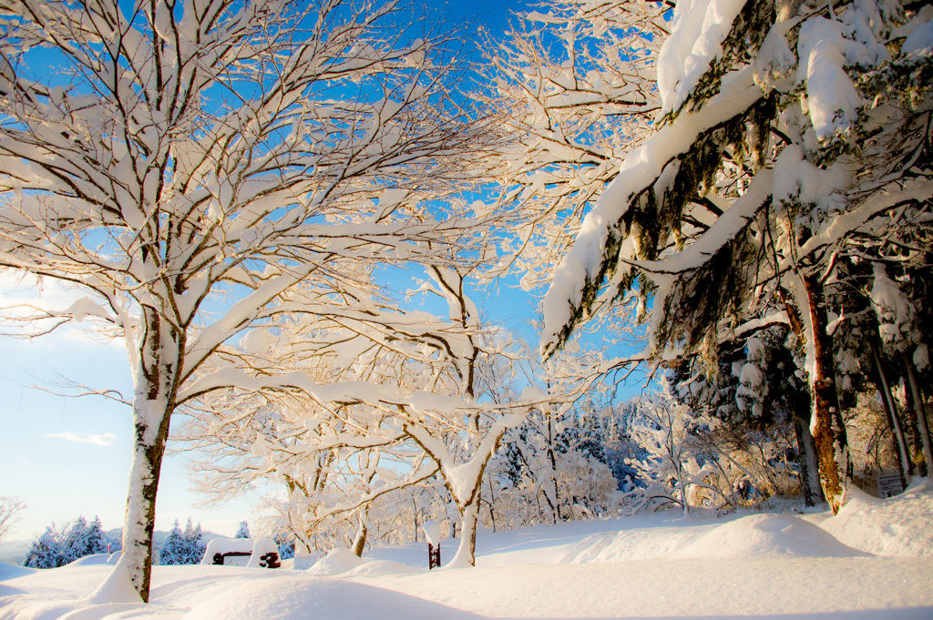 白い恋人シリーズ