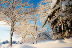 白い恋人シリーズ