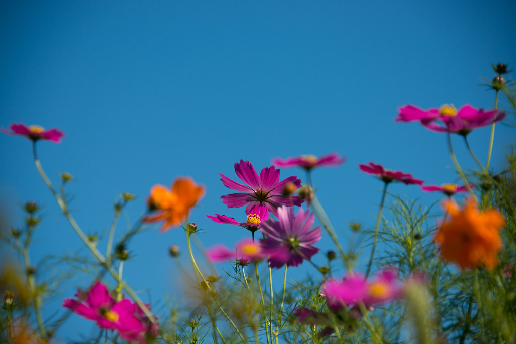 快晴の秋空と、コスモス 