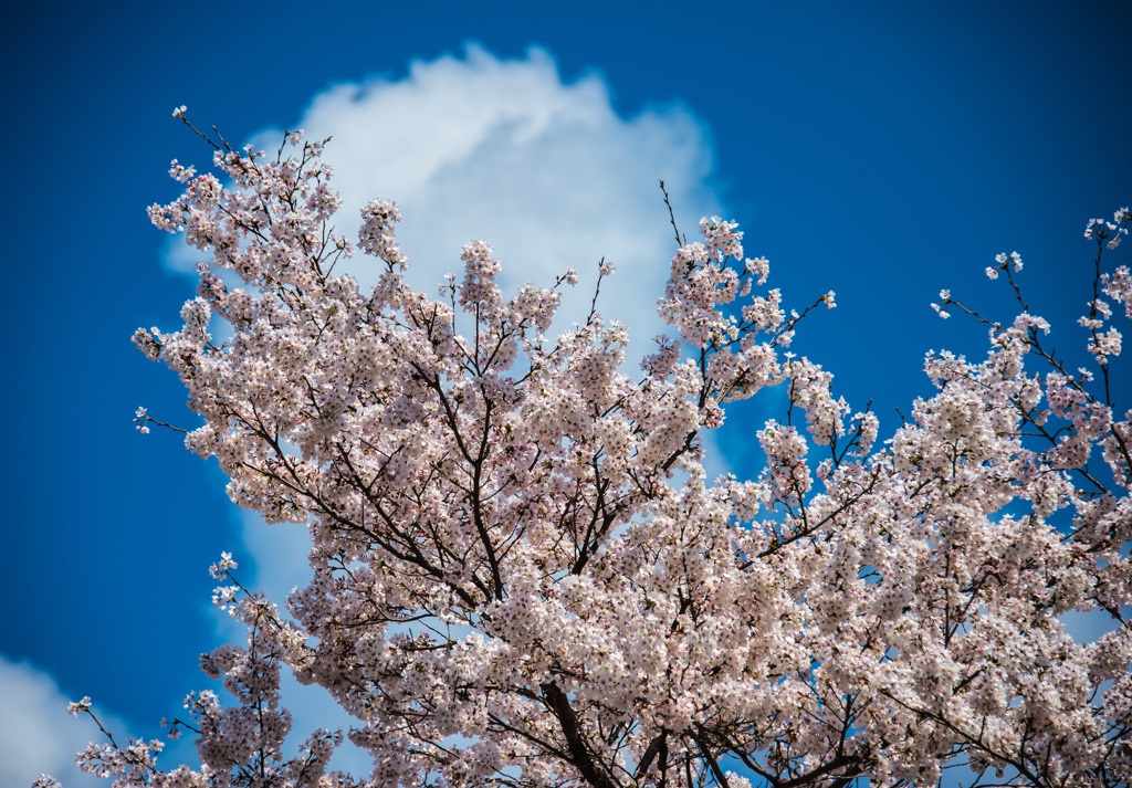 青空と桜