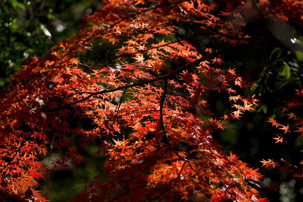 2015　紅葉３