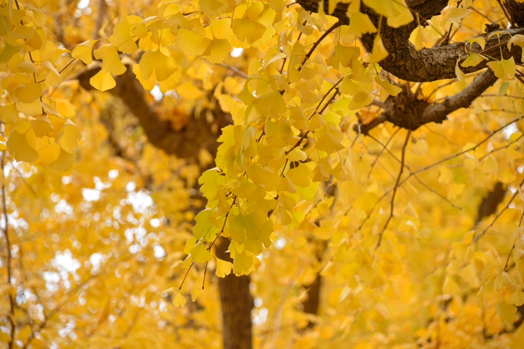 明治神宮外苑　その3