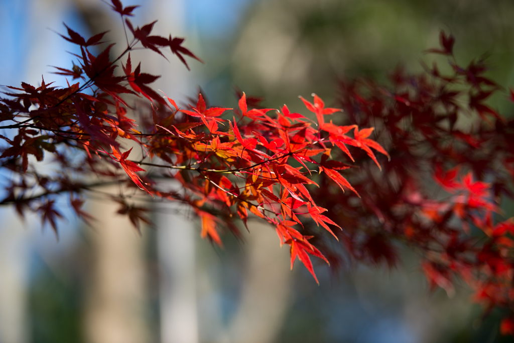 2015　紅葉