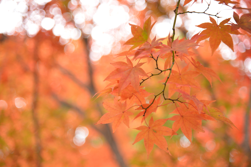 日塩もみじライン　その１