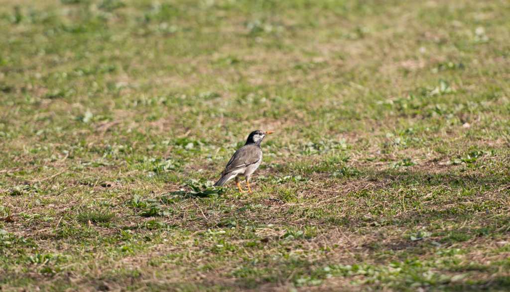 鳥さん　その２