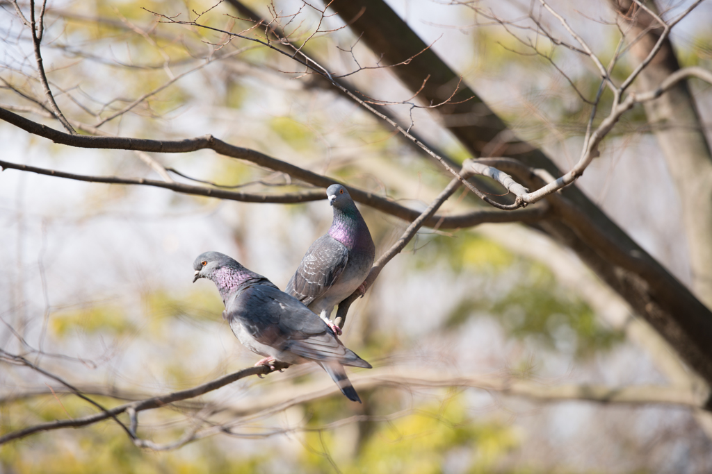 鳩さん