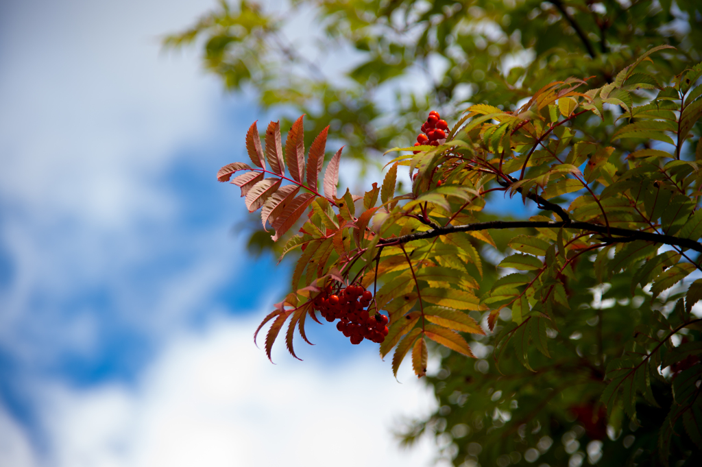 2014　紅葉その８