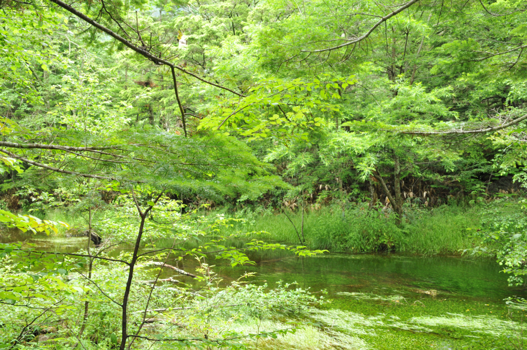 上高地の緑