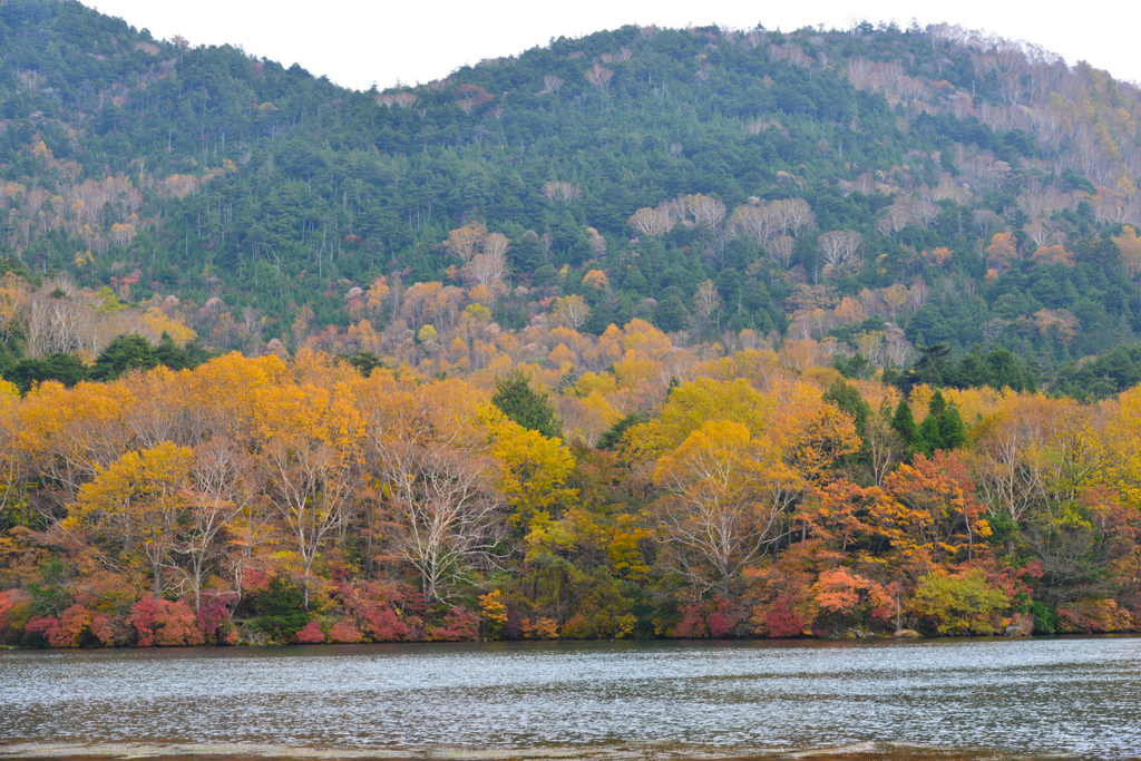 奥日光の紅葉