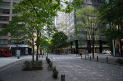 丸の内の新緑