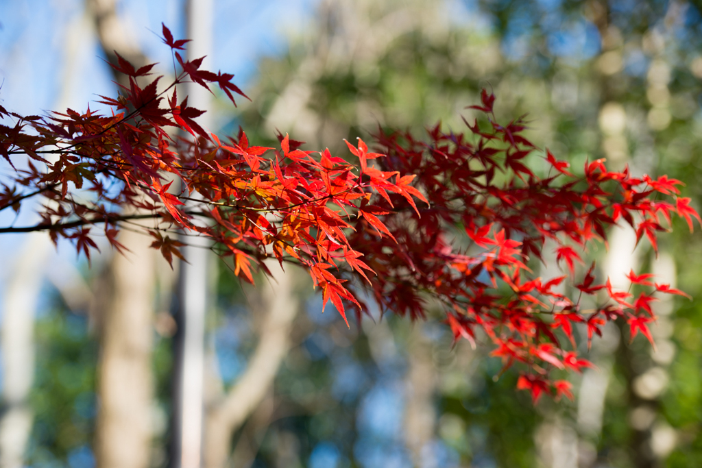 2015　紅葉２