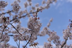 近所の桜