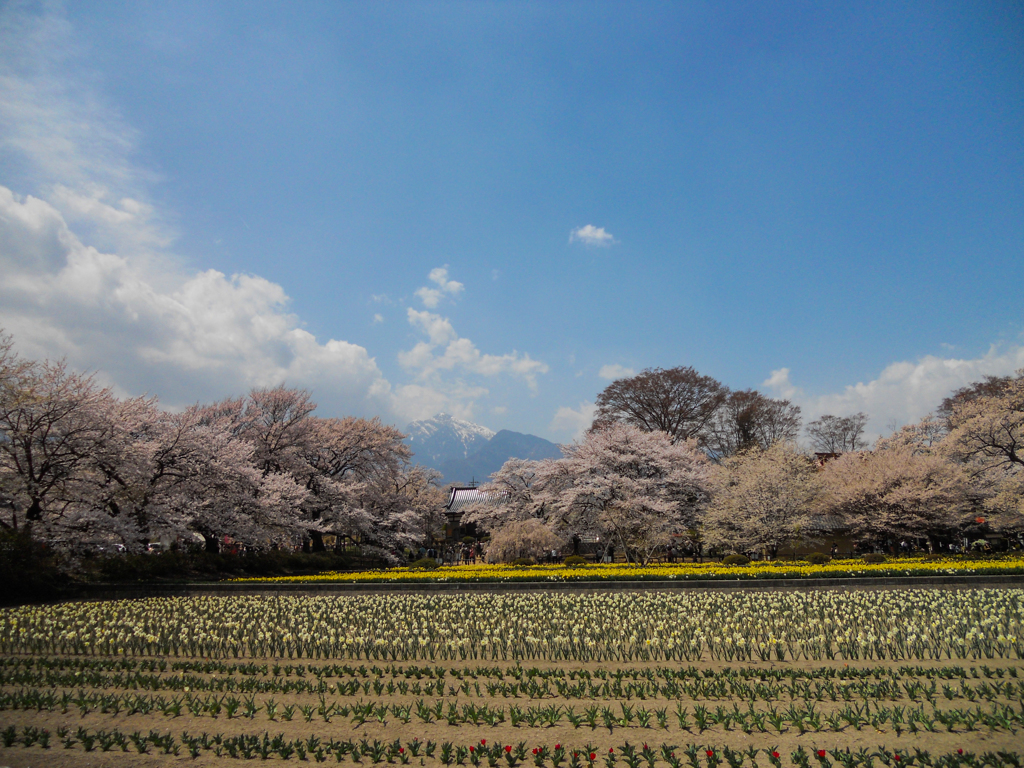 桜いっぱい