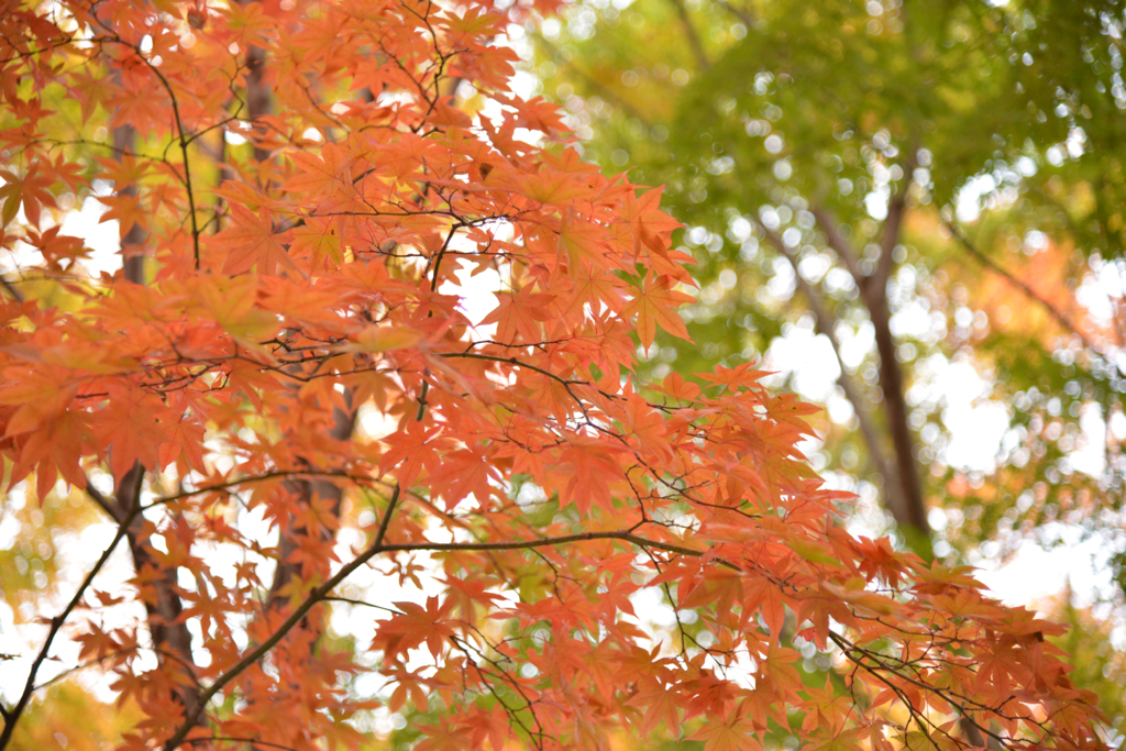 日塩もみじライン　その２