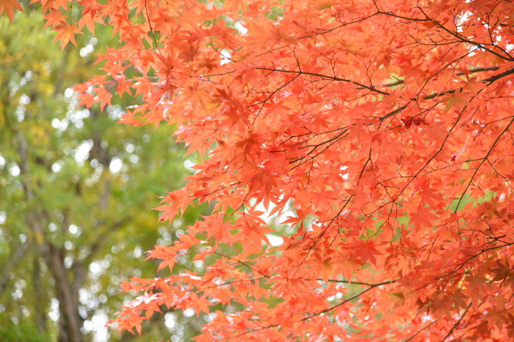 日塩もみじライン　その３