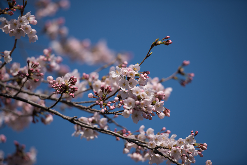桜～～