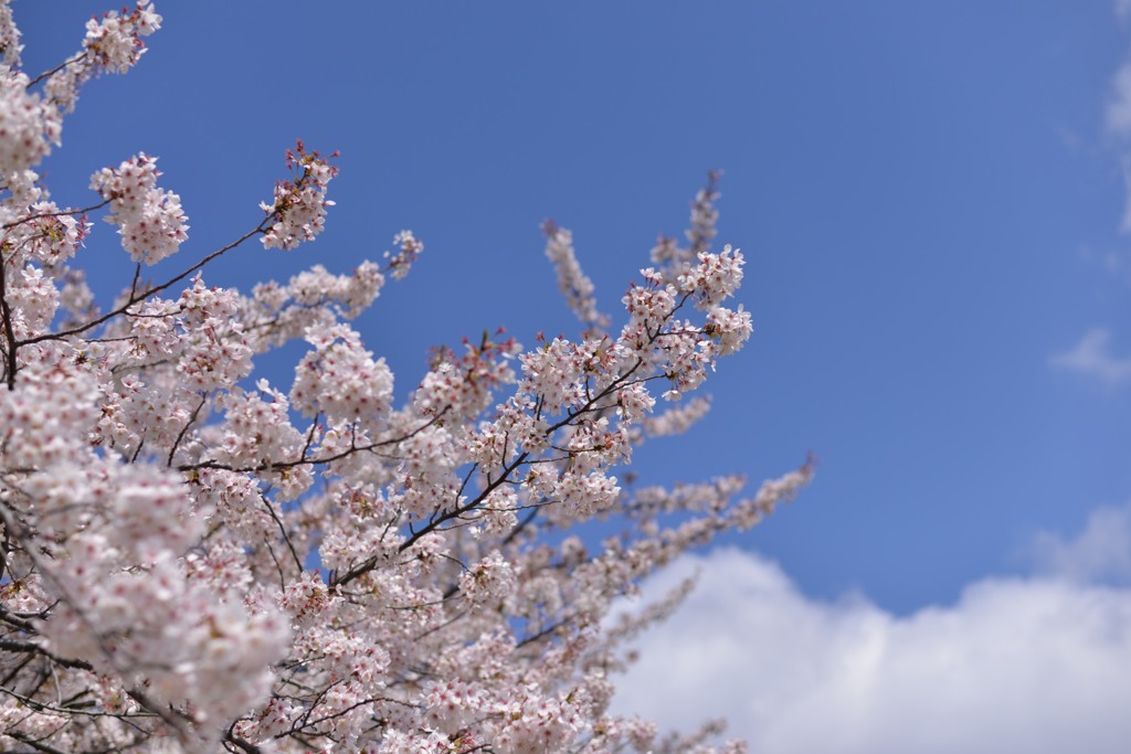桜～雲と一緒に