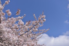 桜～雲と一緒に
