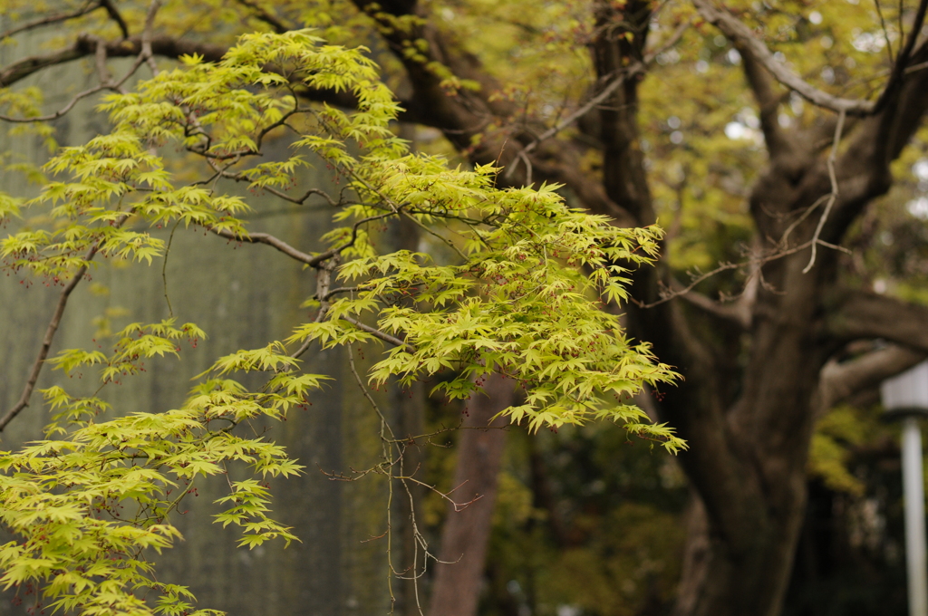 鶴丘八幡宮にて