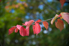 2014　紅葉その３