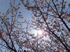 桜陽