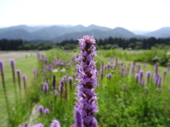 ラベンダー