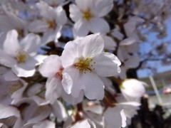 桜１