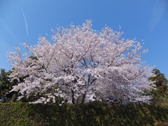 サクラサクラ