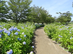 紫陽花の道