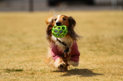 大好きなDOG RUNにて...②