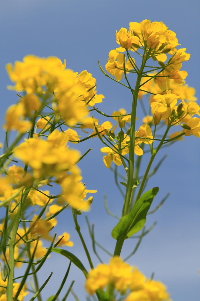 菜の花