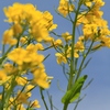 菜の花