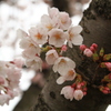 桜。