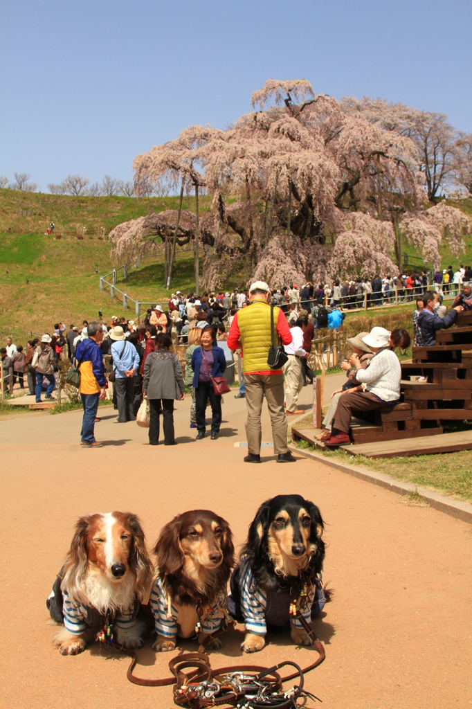 滝桜