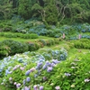 たくさんの紫陽花。