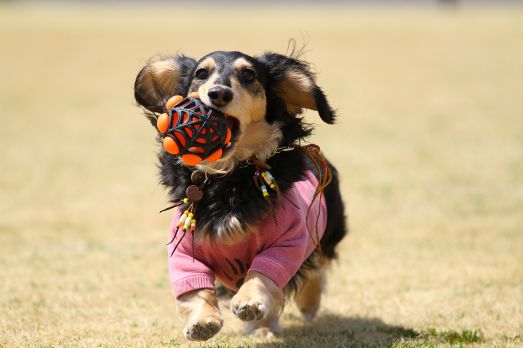 大好きなDOG RUNにて...④