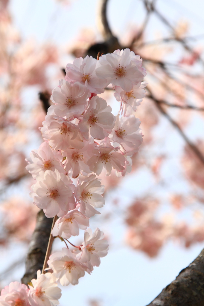 桜。