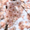 桜。