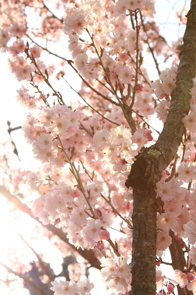 今出川の桜