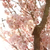 今出川の桜