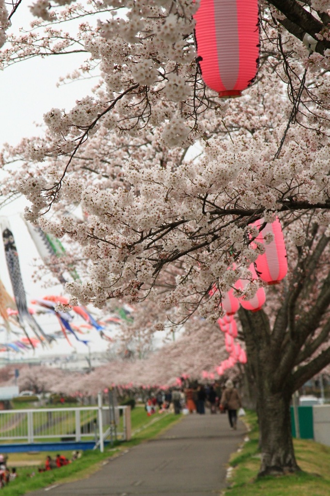 桜祭り。
