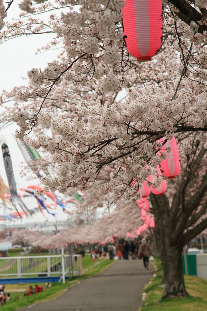 桜祭り。