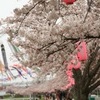 桜祭り。